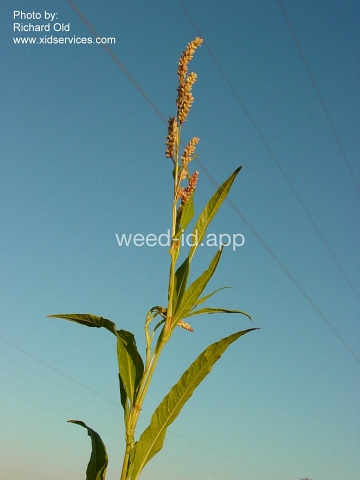 smartweed, pale
